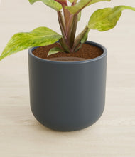 Load image into Gallery viewer, Iron Gray stand:all