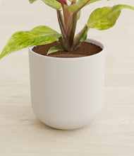 Load image into Gallery viewer, Natural Bamboo stand:all