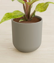Load image into Gallery viewer, Sage Green stand:all