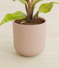 Load image into Gallery viewer, Sandy Pink stand:all