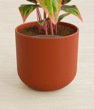 Load image into Gallery viewer, Earth Red stand:all