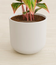 Load image into Gallery viewer, Natural Bamboo stand:all