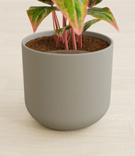 Load image into Gallery viewer, Sage Green stand:all