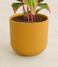 Load image into Gallery viewer, Sunset Orange stand:all