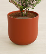 Load image into Gallery viewer, Earth Red stand:all