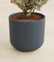 Load image into Gallery viewer, Iron Gray stand:all