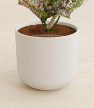 Load image into Gallery viewer, Natural Bamboo stand:all