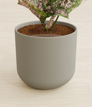 Load image into Gallery viewer, Sage Green stand:all