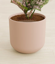 Load image into Gallery viewer, Sandy Pink stand:all