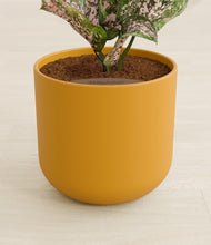 Load image into Gallery viewer, Sunset Orange stand:all