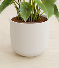 Load image into Gallery viewer, Natural Bamboo stand:all