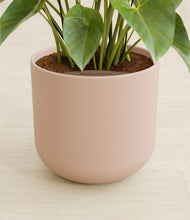 Load image into Gallery viewer, Sandy Pink stand:all