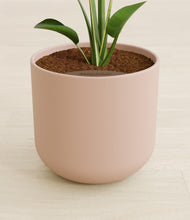 Load image into Gallery viewer, Sandy Pink stand:all