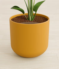 Load image into Gallery viewer, Sunset Orange stand:all