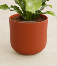 Load image into Gallery viewer, Earth Red stand:all