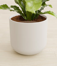 Load image into Gallery viewer, Natural Bamboo stand:all