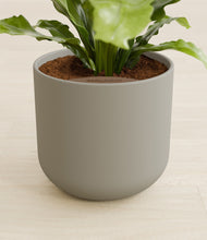 Load image into Gallery viewer, Sage Green stand:all