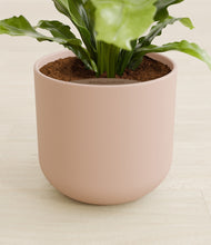 Load image into Gallery viewer, Sandy Pink stand:all