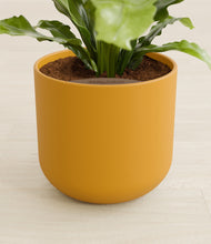 Load image into Gallery viewer, Sunset Orange stand:all