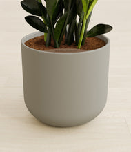 Load image into Gallery viewer, Sage Green stand:all