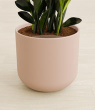 Load image into Gallery viewer, Sandy Pink stand:all