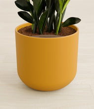 Load image into Gallery viewer, Sunset Orange stand:all