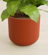 Load image into Gallery viewer, Earth Red stand:all