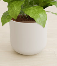 Load image into Gallery viewer, Natural Bamboo stand:all