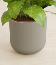 Load image into Gallery viewer, Sage Green stand:all