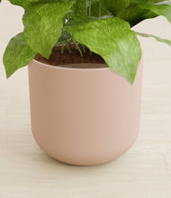 Load image into Gallery viewer, Sandy Pink stand:all