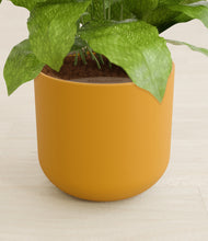 Load image into Gallery viewer, Sunset Orange stand:all