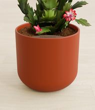 Load image into Gallery viewer, -