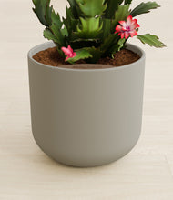 Load image into Gallery viewer, -