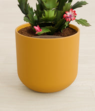 Load image into Gallery viewer, -