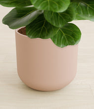 Load image into Gallery viewer, Sandy Pink stand:all