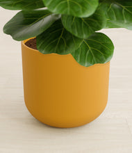 Load image into Gallery viewer, Sunset Orange stand:all