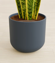 Load image into Gallery viewer, Iron Gray stand:all