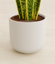 Load image into Gallery viewer, Natural Bamboo stand:all