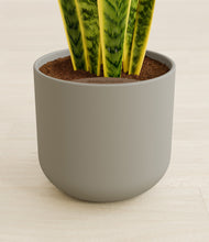 Load image into Gallery viewer, Sage Green stand:all