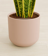 Load image into Gallery viewer, Sandy Pink stand:all