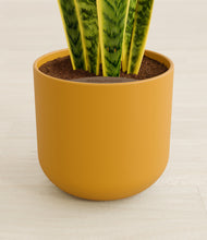 Load image into Gallery viewer, Sunset Orange stand:all