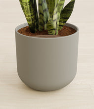 Load image into Gallery viewer, Sage Green stand:all