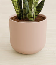 Load image into Gallery viewer, Sandy Pink stand:all