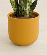 Load image into Gallery viewer, Sunset Orange stand:all