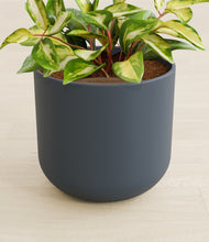 Load image into Gallery viewer, Iron Gray stand:all