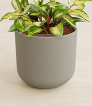 Load image into Gallery viewer, Sage Green stand:all