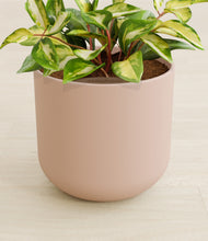 Load image into Gallery viewer, Sandy Pink stand:all