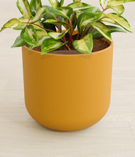 Load image into Gallery viewer, Sunset Orange stand:all