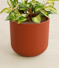 Load image into Gallery viewer, Earth Red stand:all