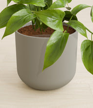 Load image into Gallery viewer, Sage Green stand:all